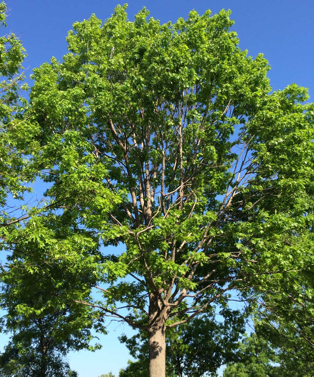 red oak tree