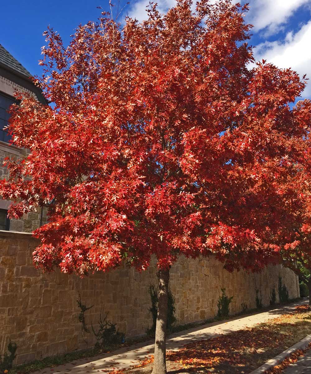 red oak tree fall color