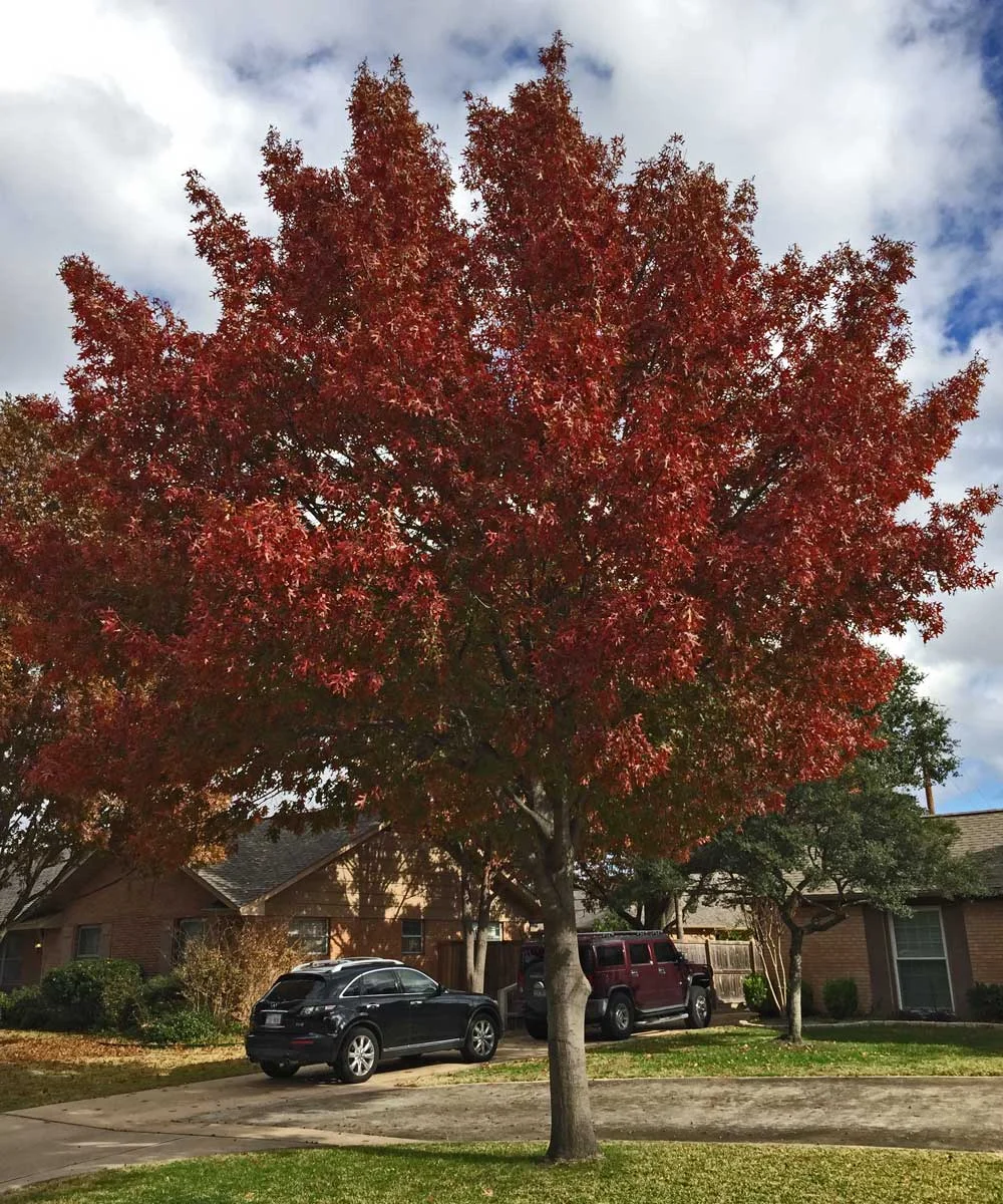 red oak tree