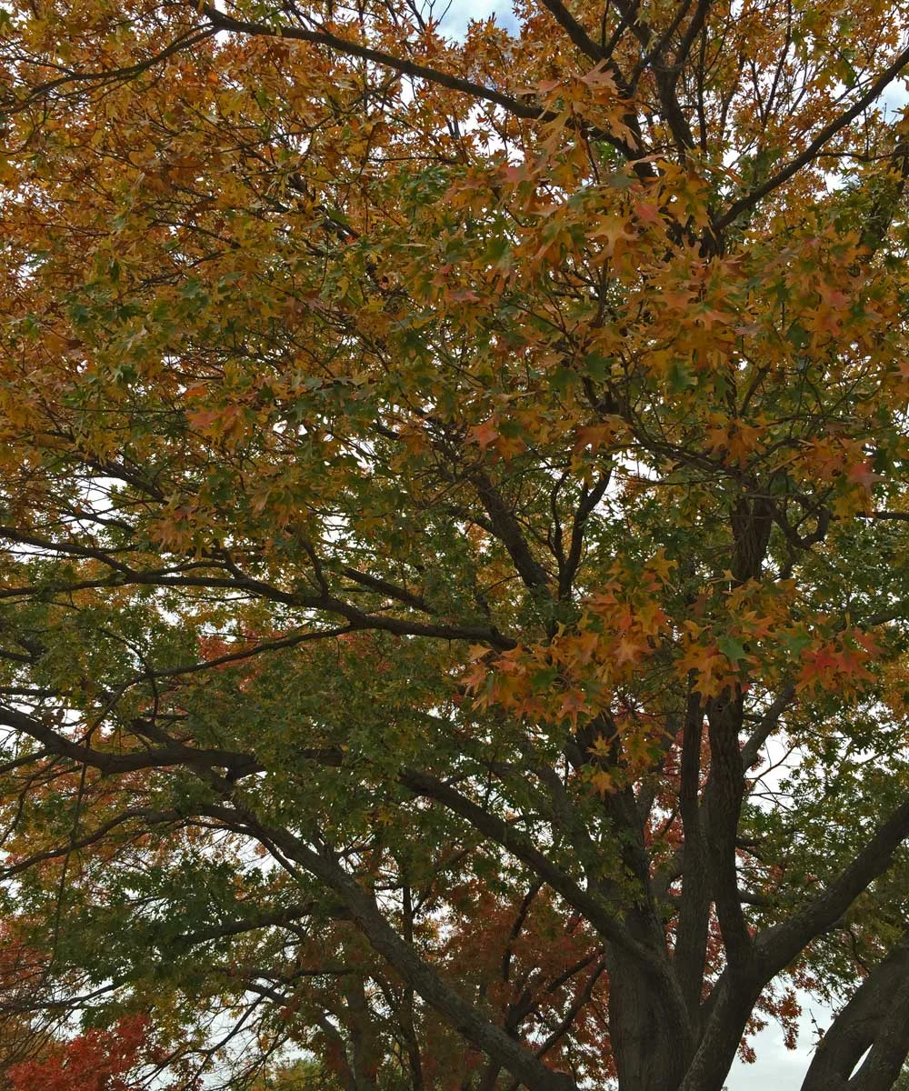 red oak tree