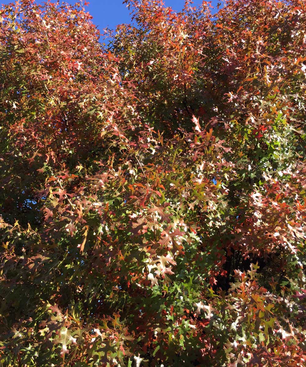 red oak tree