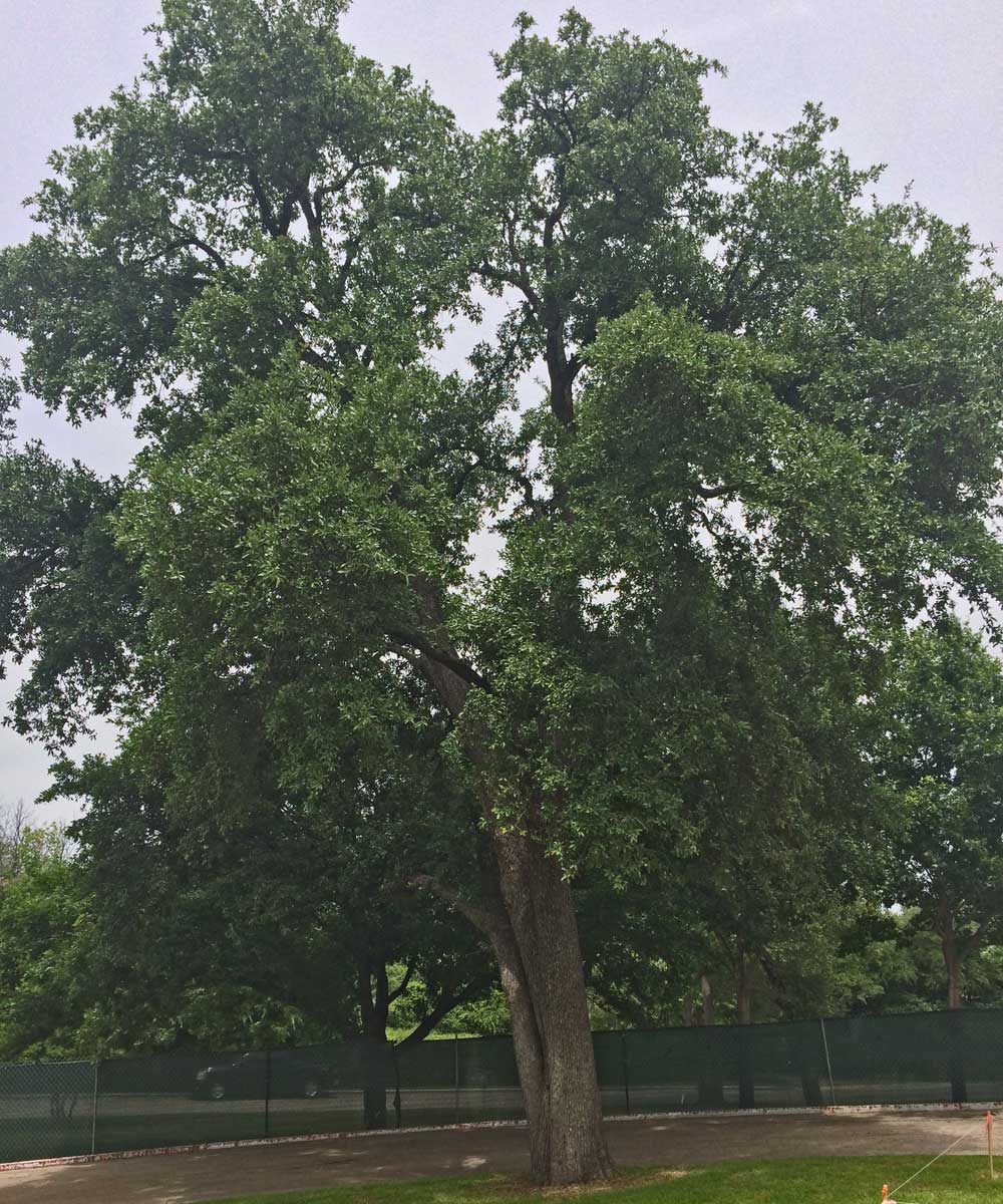 live oak tree (quercus virginiana)