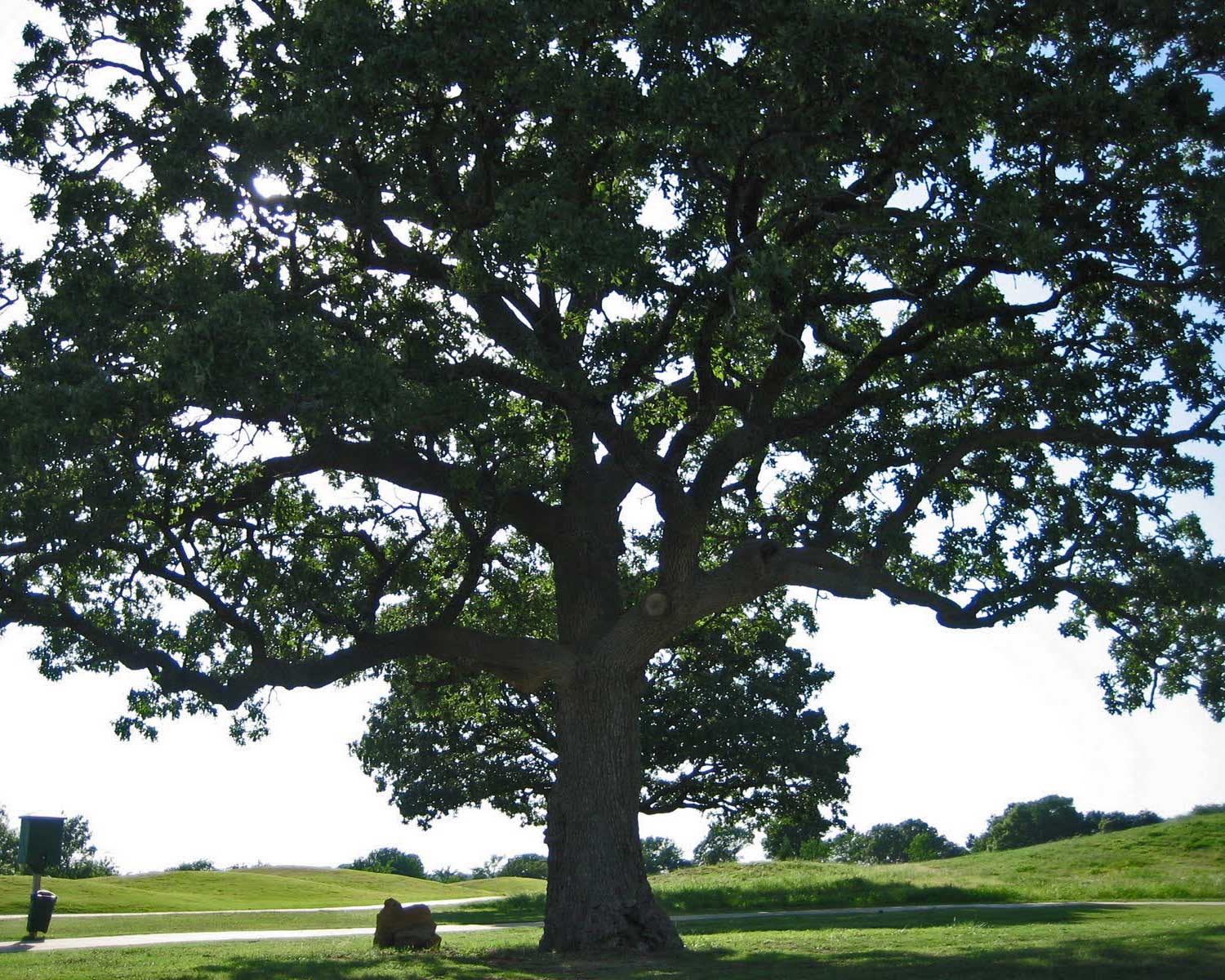 live oak tree (quercus virginiana)