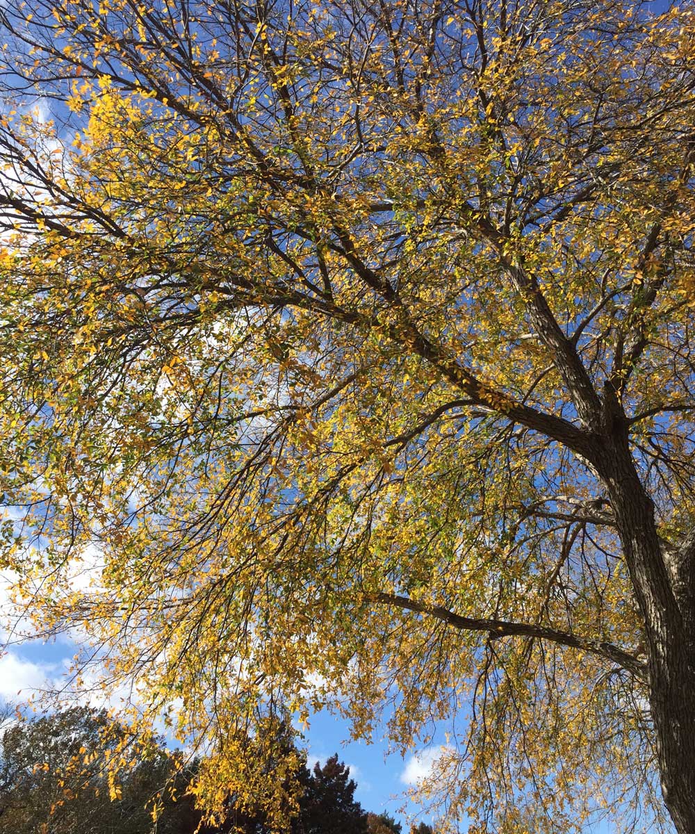 cedar elm tree fall color