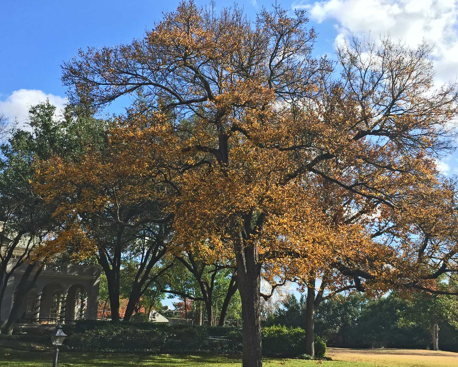 cedar elm tree fall color