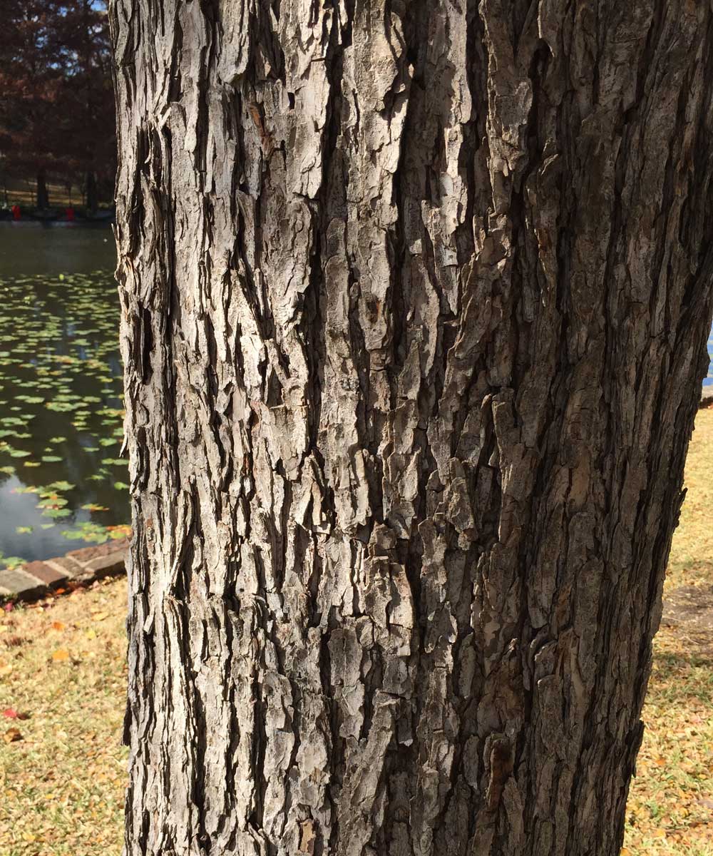 cedar elm tree bark