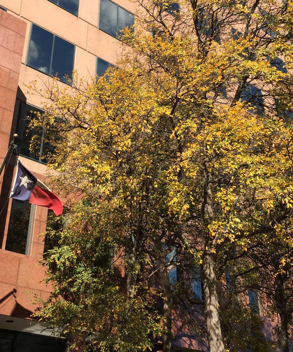 cedar elm tree fall color