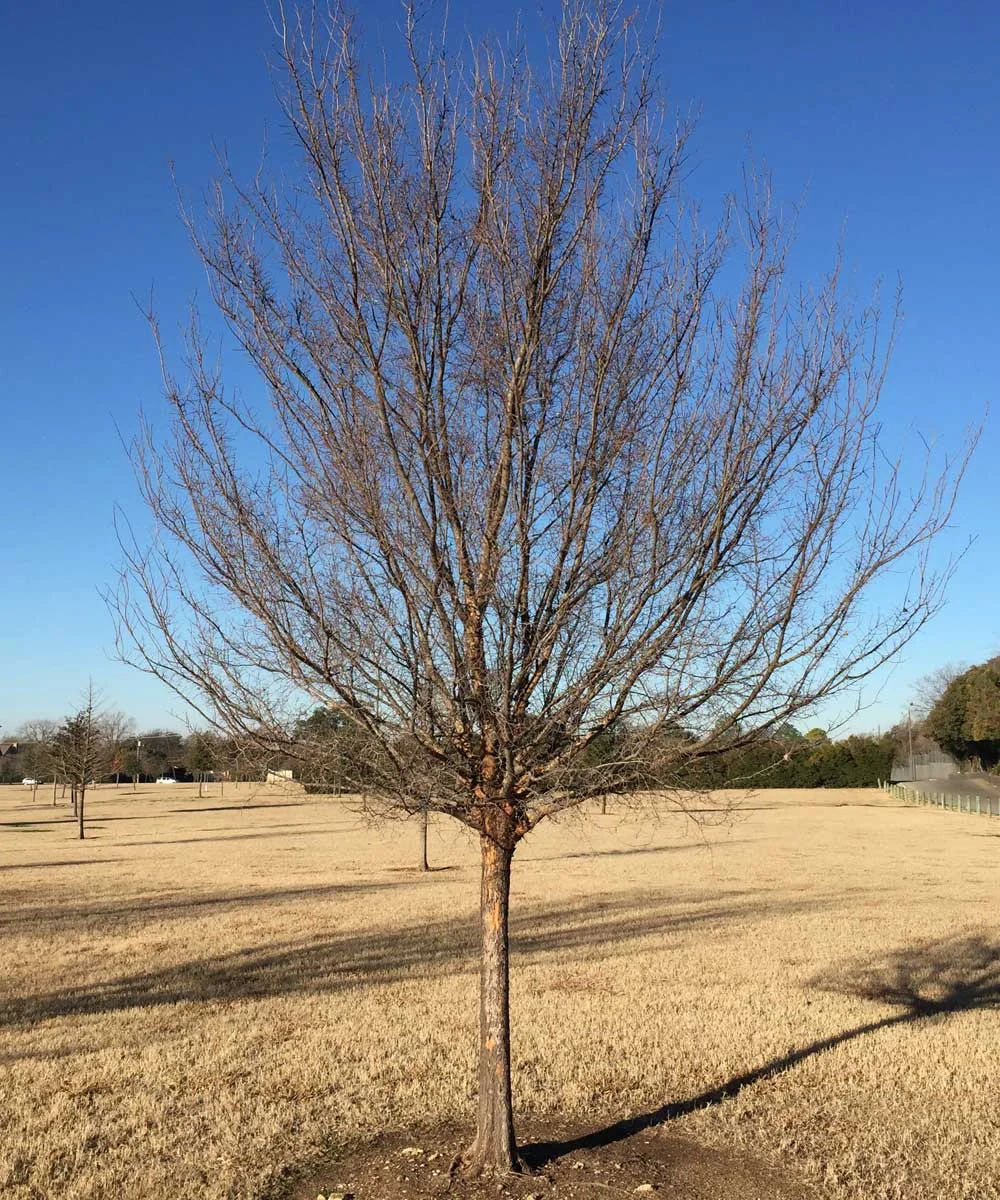 cedar elm tree winter