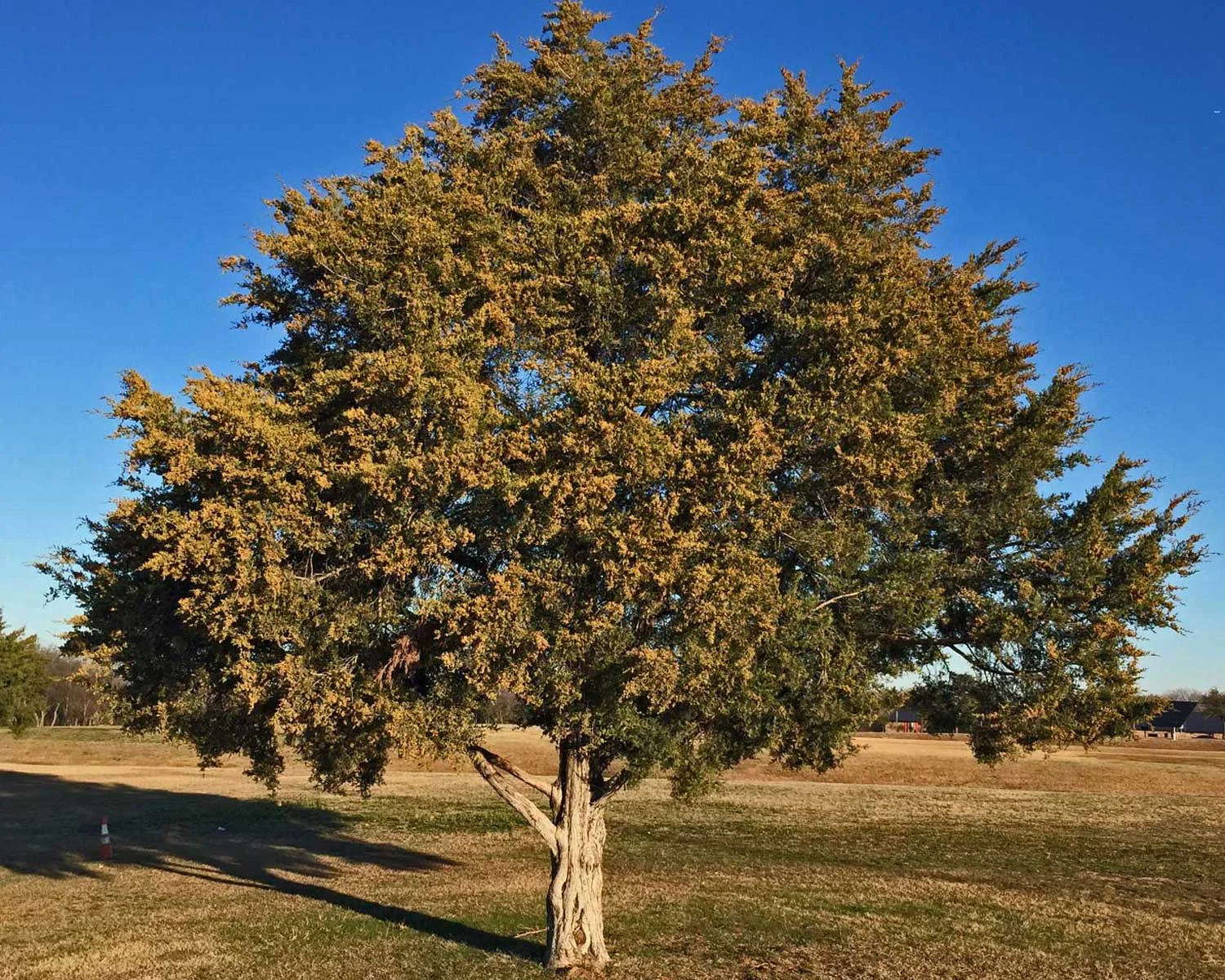 eastern red cedar (juniperus virginiana)
