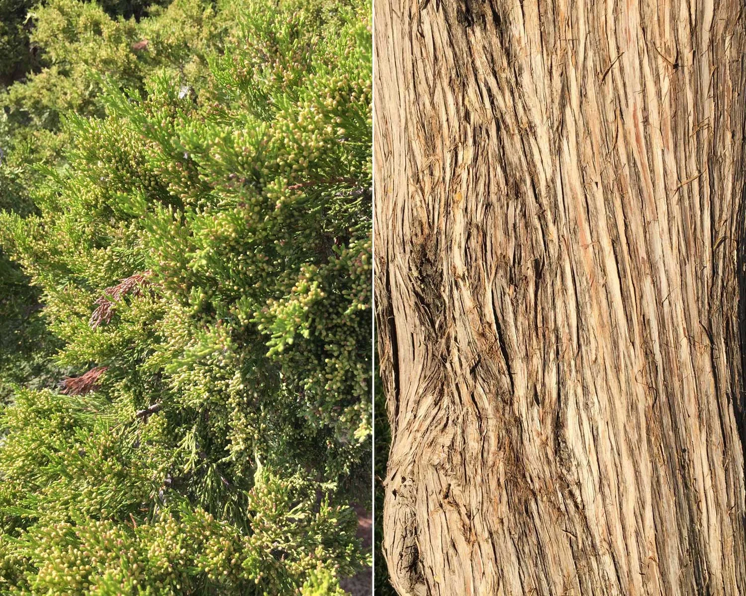 eastern red cedar (juniperus virginiana)