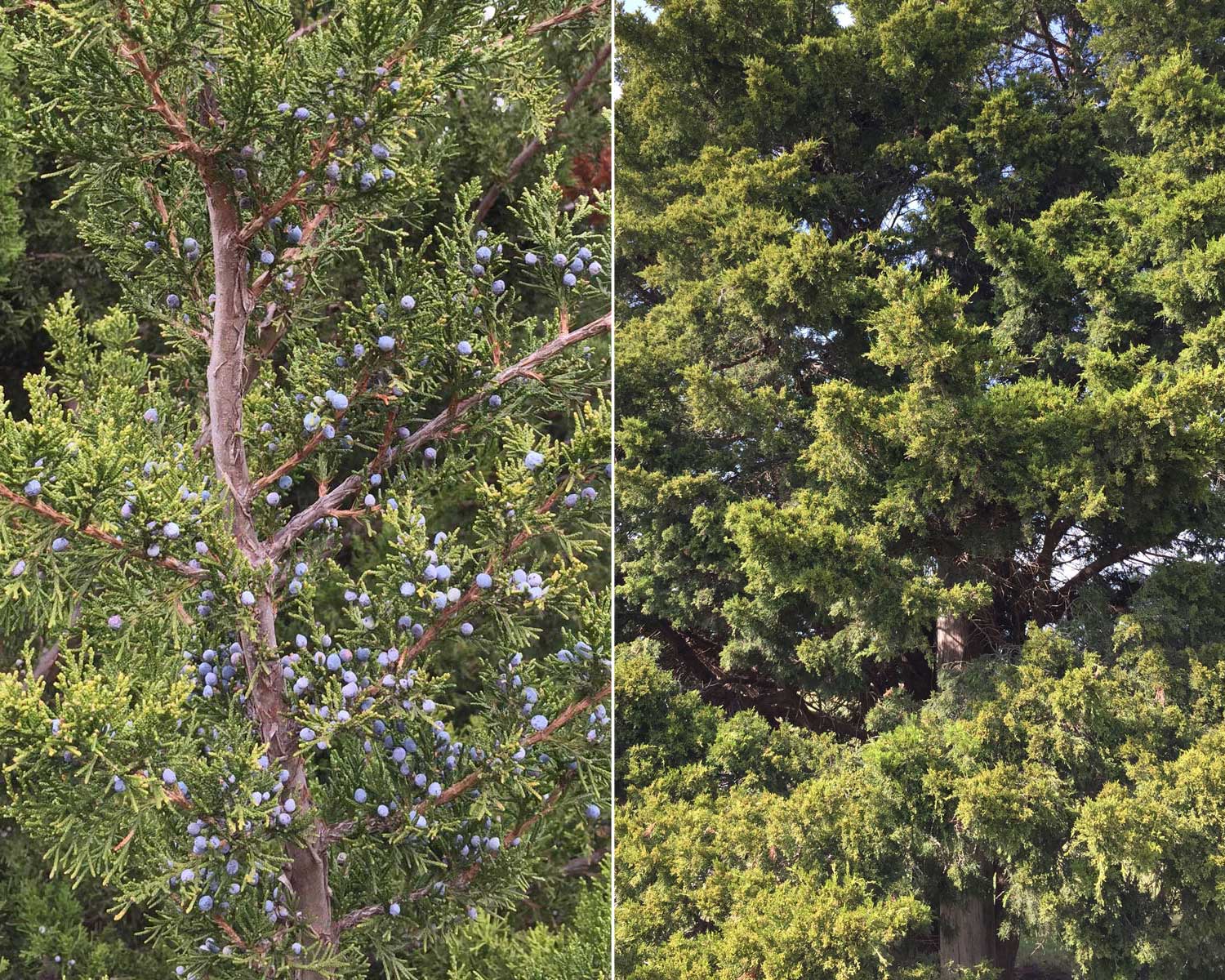 eastern red cedar (juniperus virginiana)