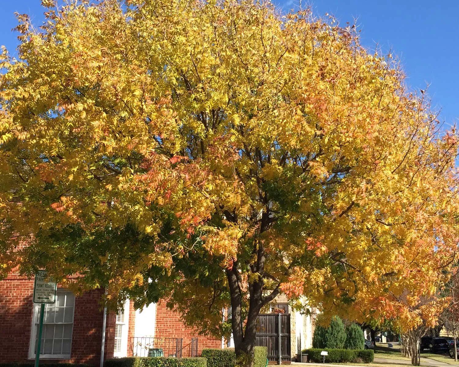 Plants for Dallas Your Source for the Best Landscape Plant