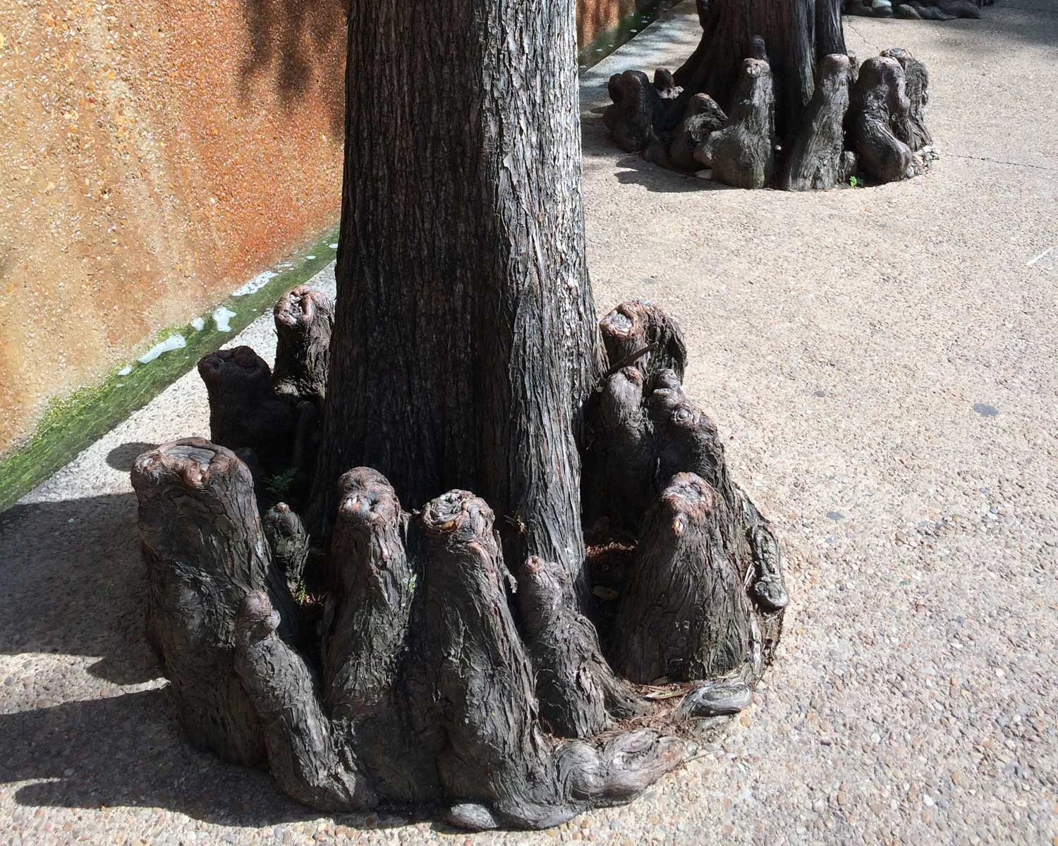 bald cypress tree stumps