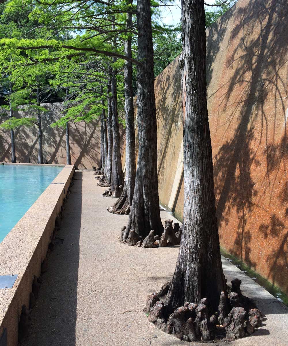 bald cypress tree trunks