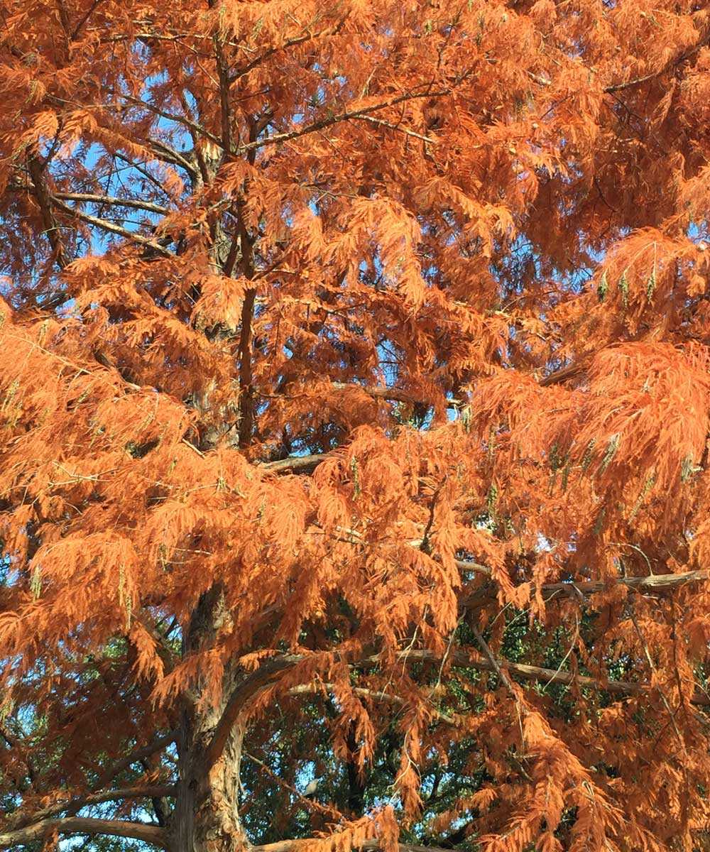 bald cypress tree fall color