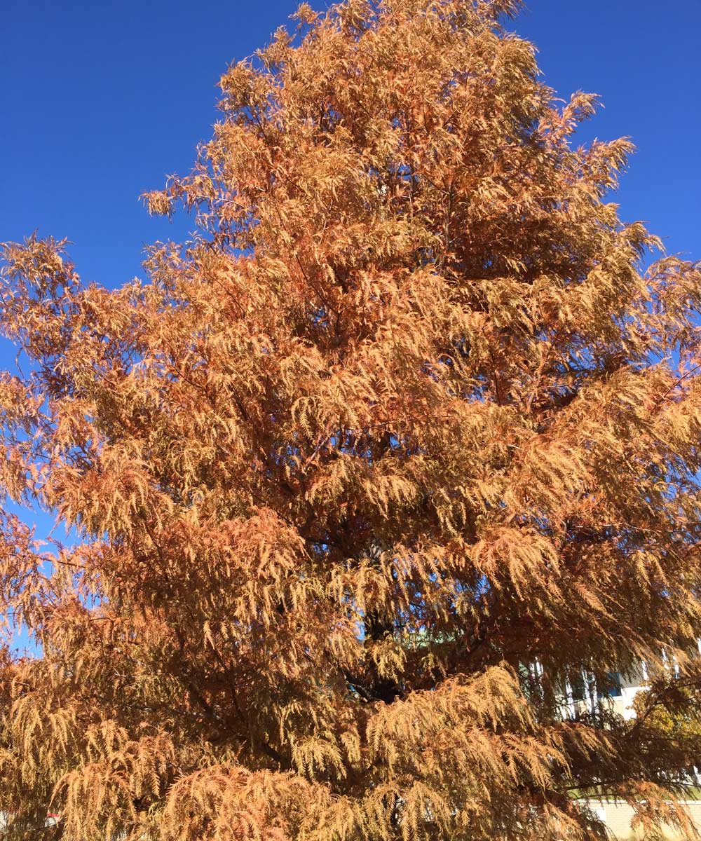 bald cypress tree fall color