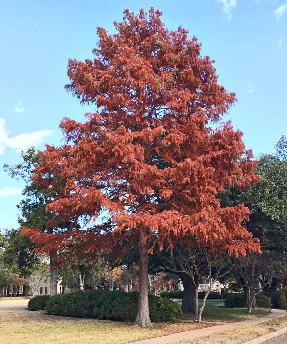 bald cypress tree fall color