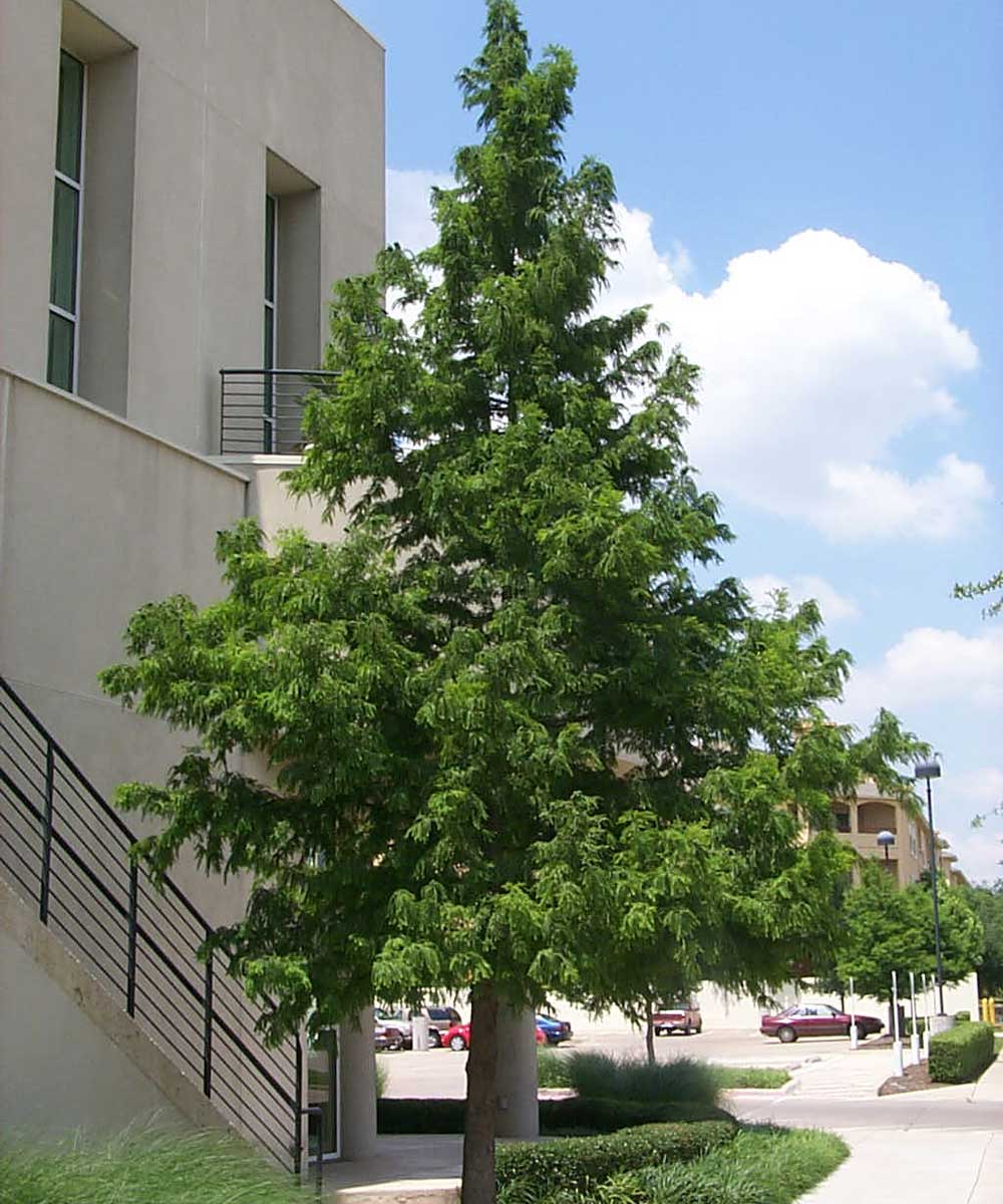 bald cypress tree