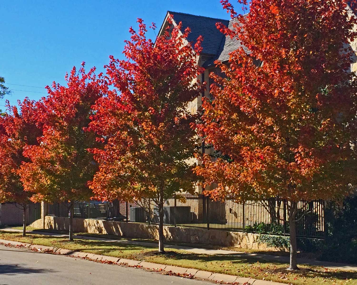 october glory maple trees