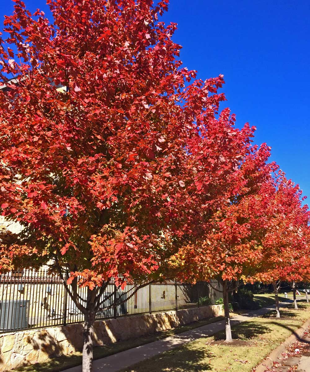 october glory maple trees