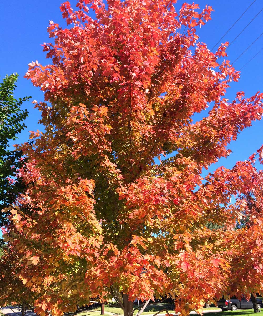 october glory maple trees fall