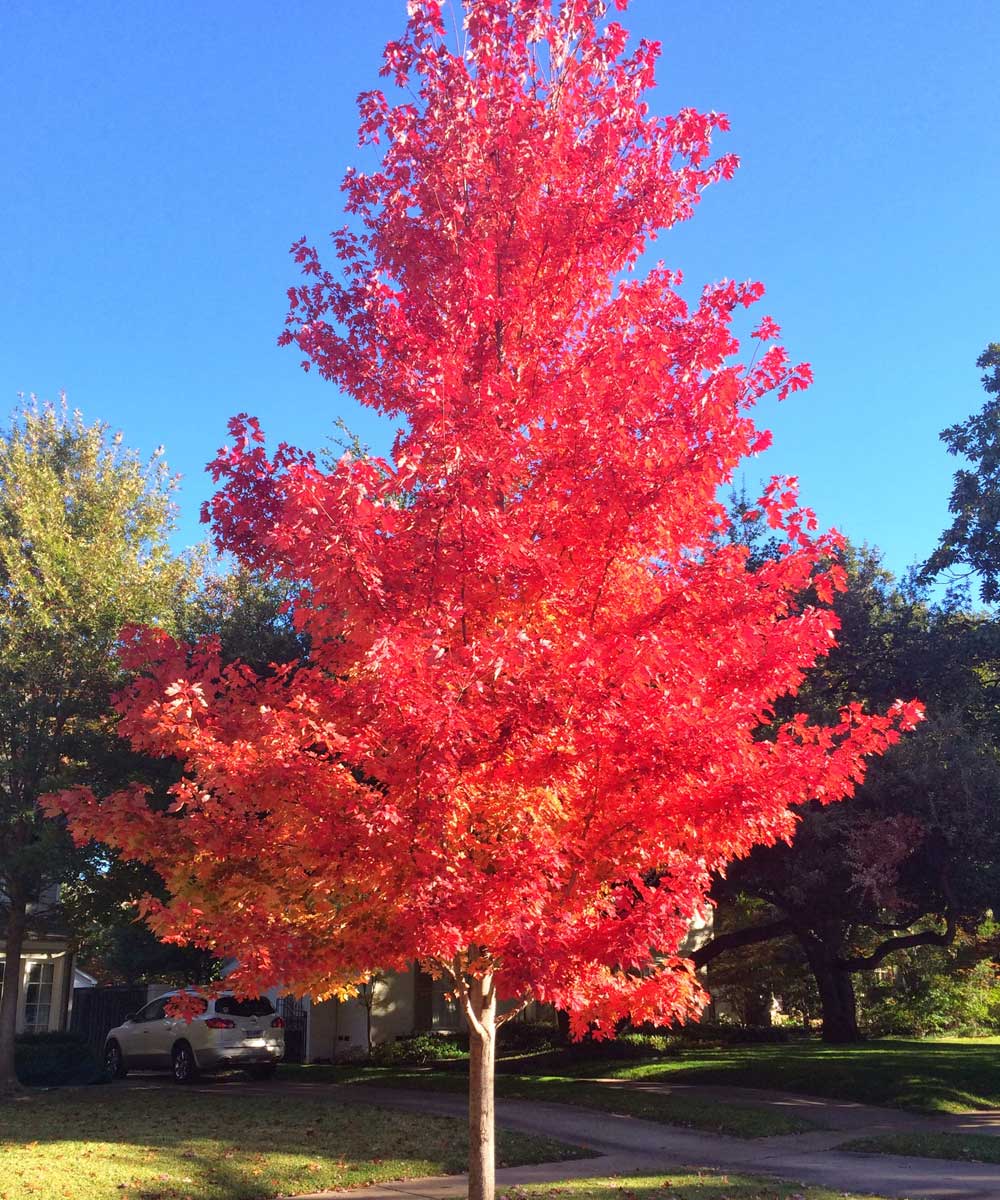 october glory maple trees