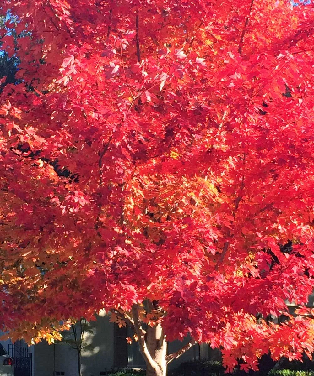 october glory maple trees