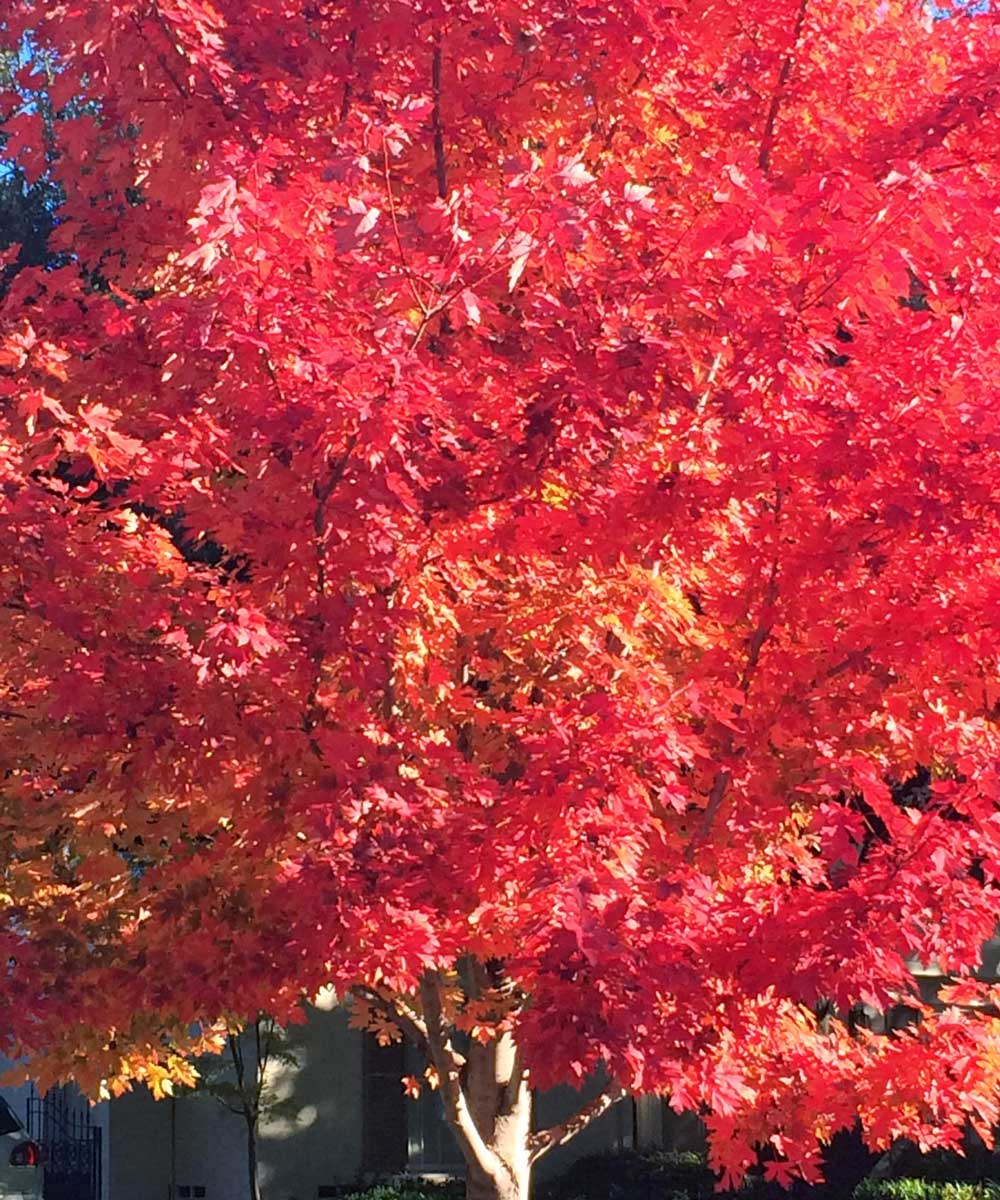 Красные деревья названия и фото. Acer rubrum (клён красный) 'October Glory'. Клен красный Октобер Глори. Клен красный Acer rubrum. Acer rubrum (клен красный) 'Red Sunset'.