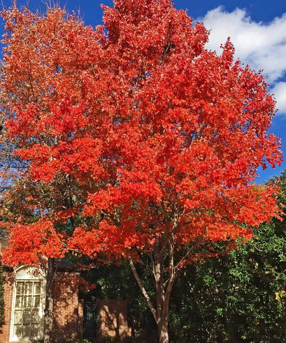 october glory maple trees fall color in dallas, texas