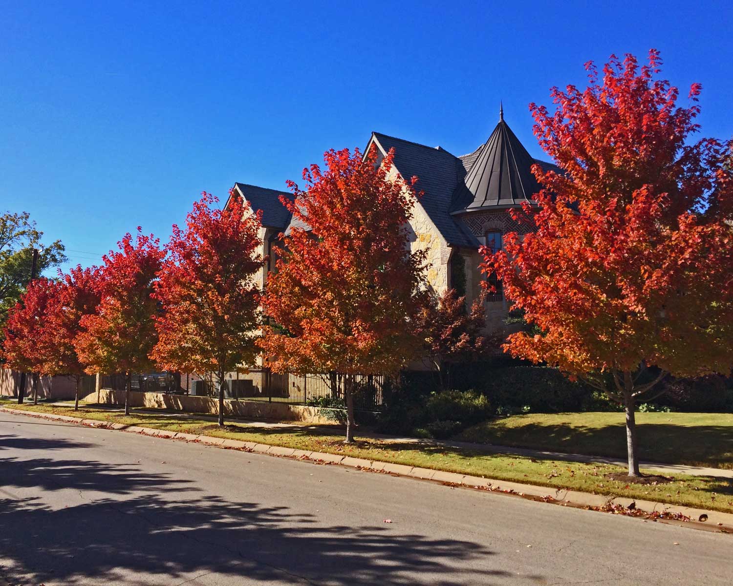 october glory maple trees