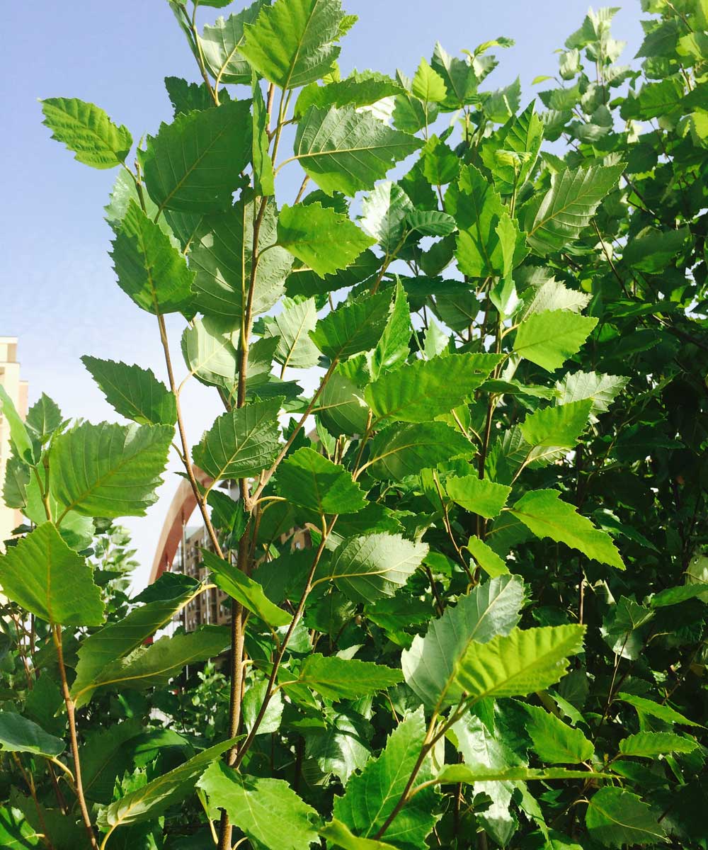 river-birch-tree-leaves