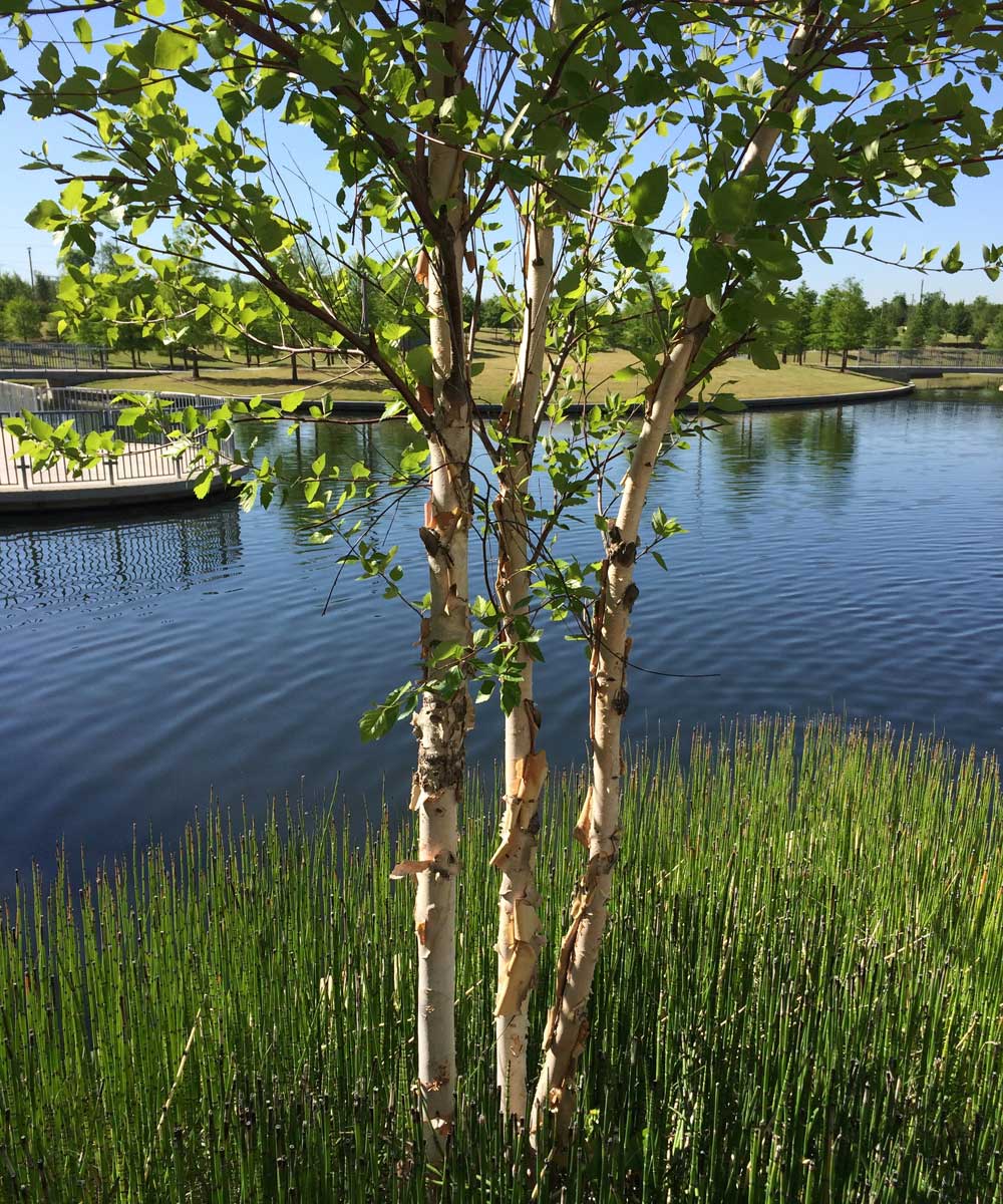 river-birch-tree