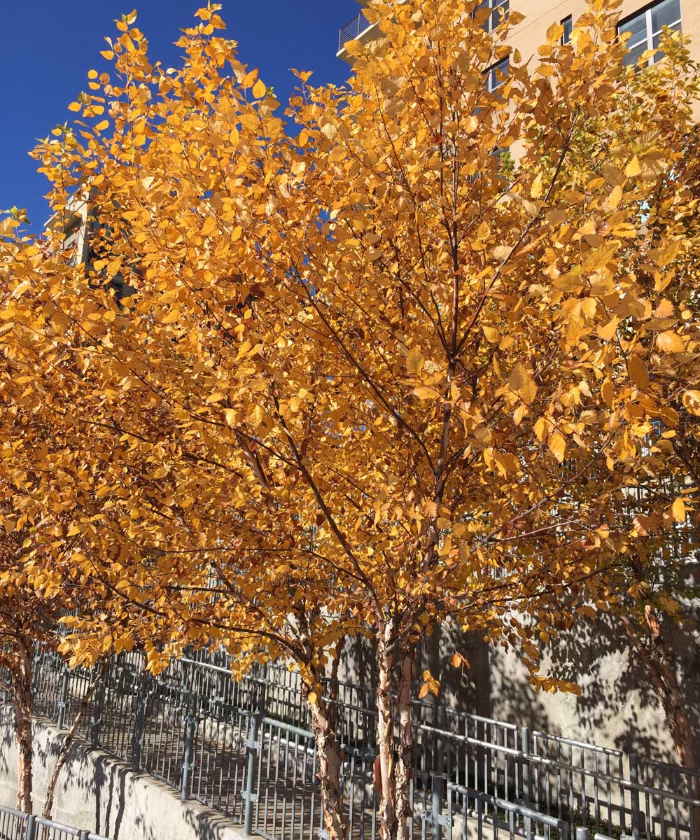 River Birch Tree