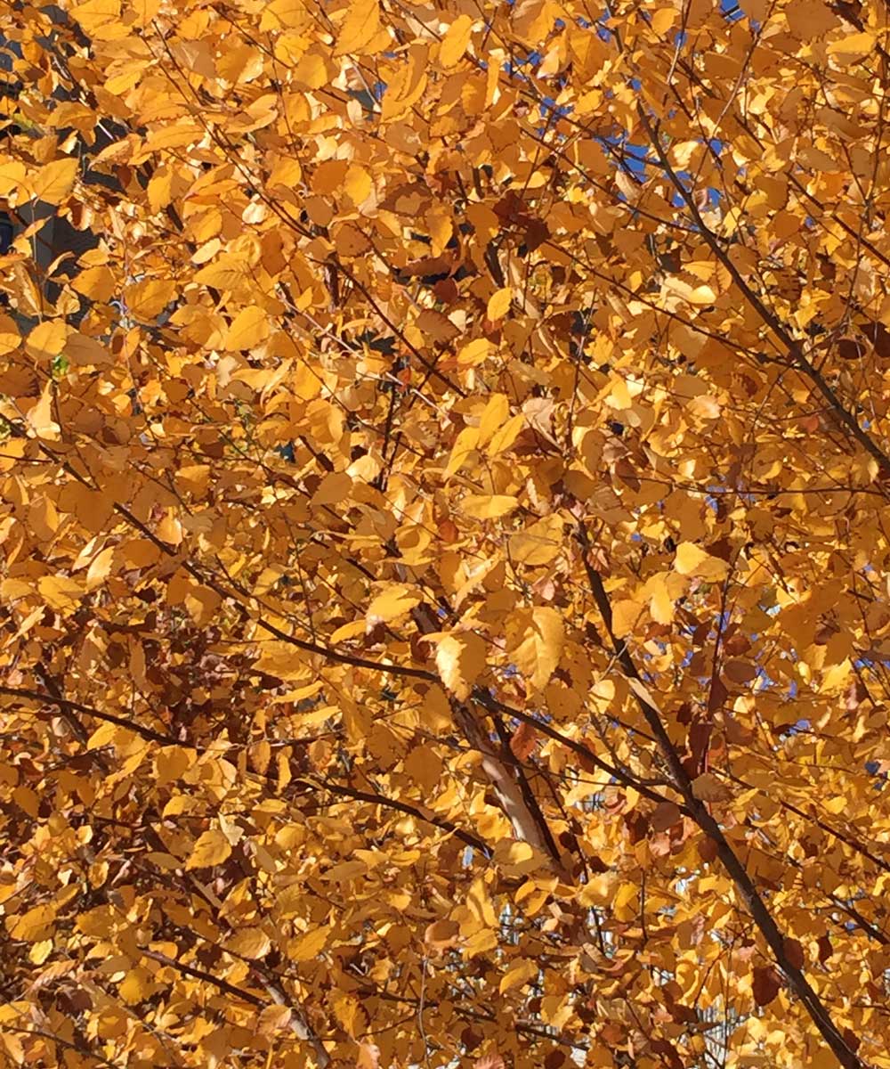 river-birch-tree-yellow-fall-color