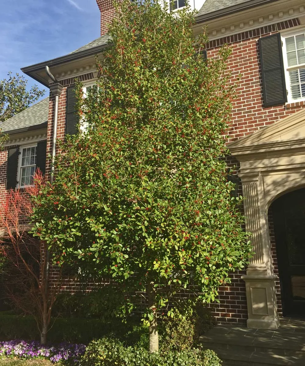 savannah holly trees
