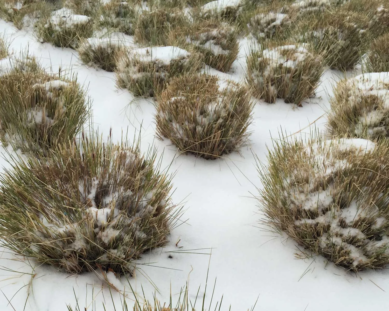 Plants For Dallas Your Source For The Best Landscape Plant