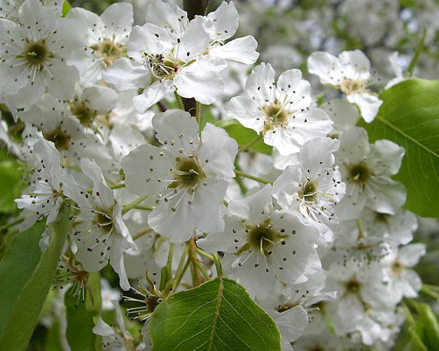 Bradford Pear blooms - via Flickr - Jason Sturner