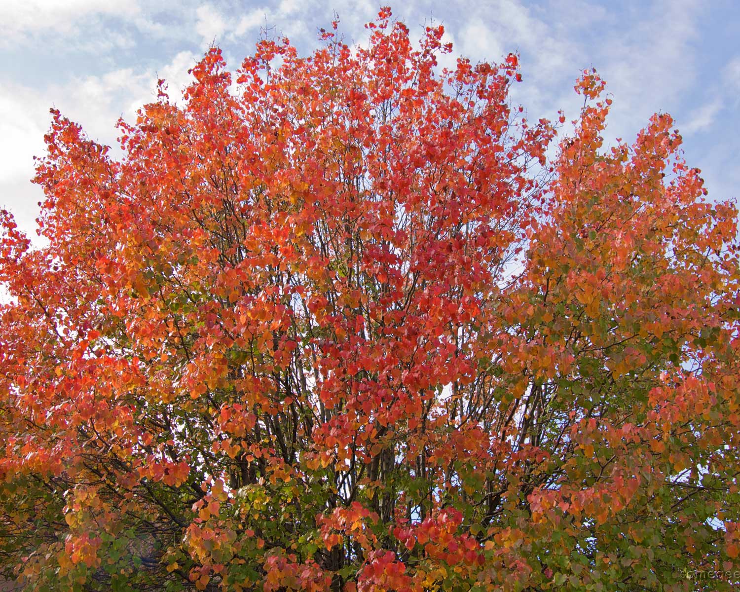 Bradford Pear fall color (via Flickr - Casey Fleser) 