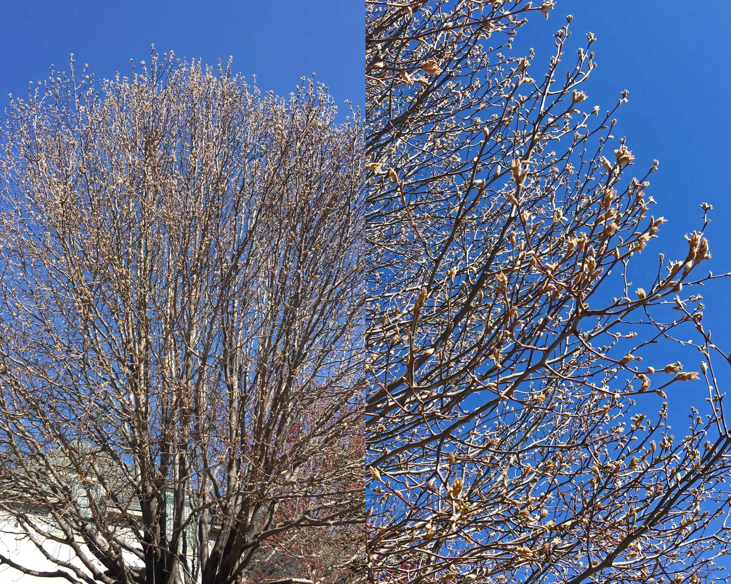 bradfordpear_01_blooms.jpg