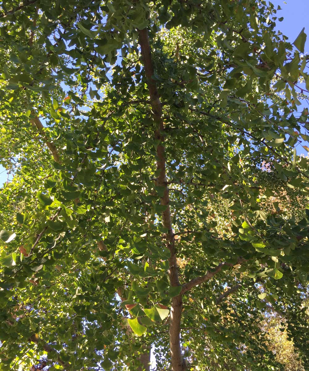 ginkgo tree (ginkgo biloba)