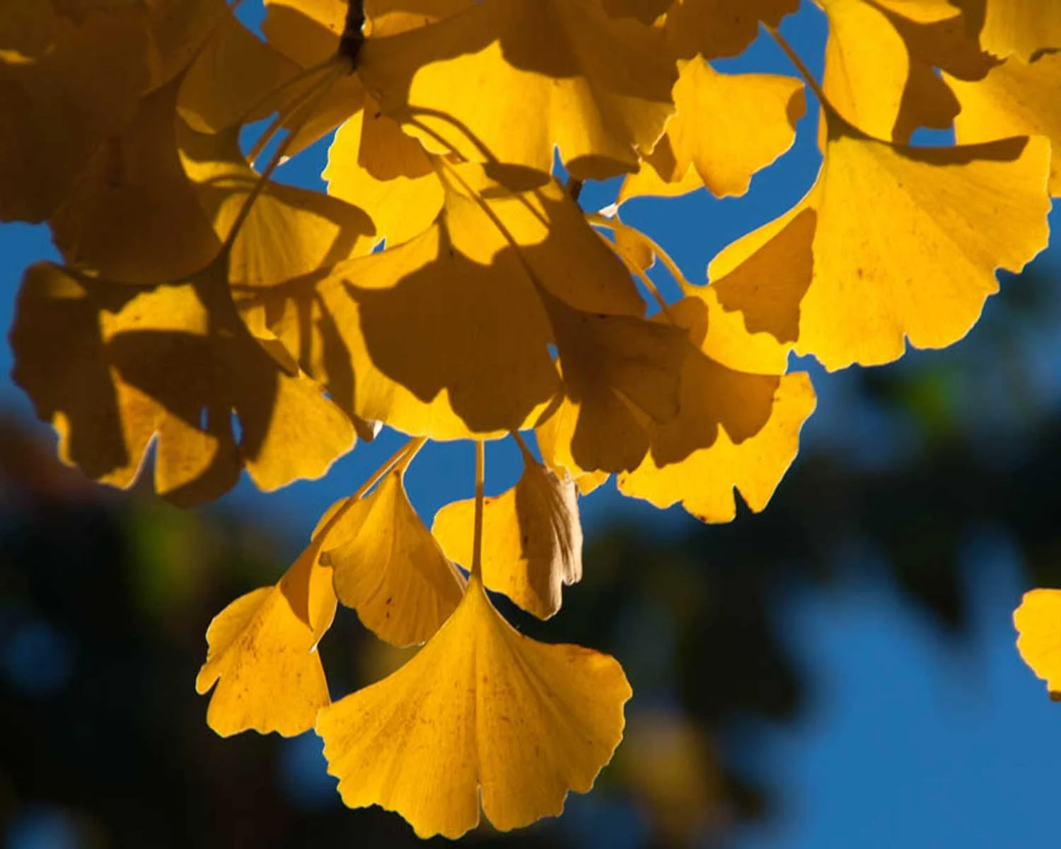ginkgo tree (ginkgo biloba)