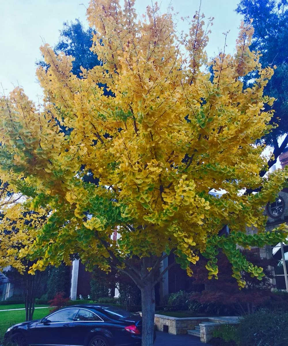 ginkgo tree (ginkgo biloba)