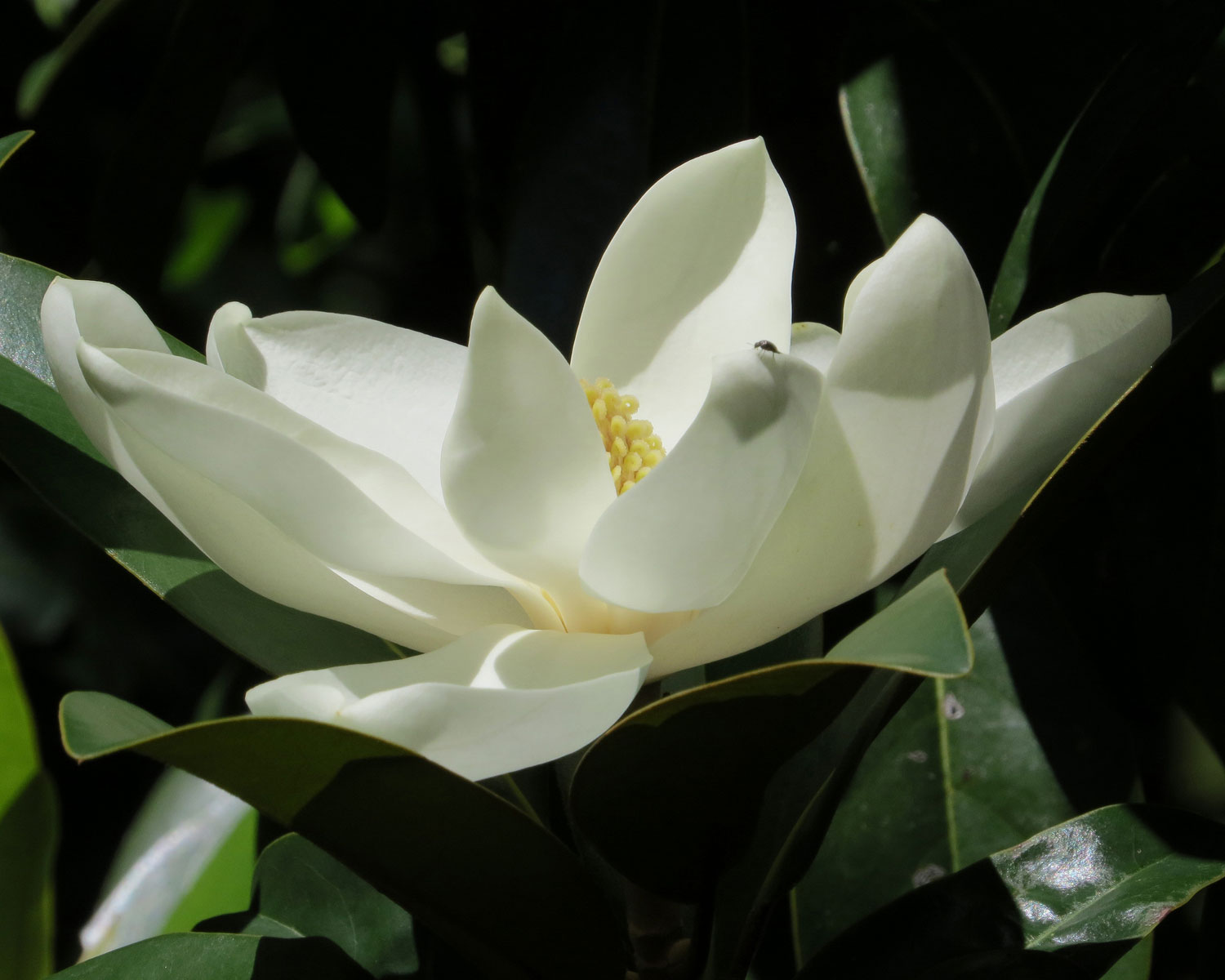 magnolia tree flower bloom