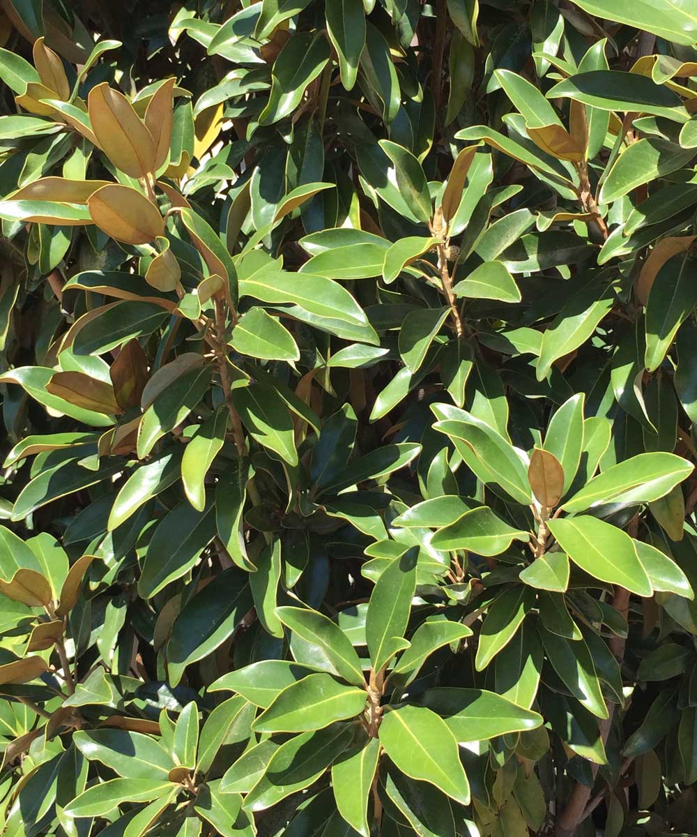magnolia trees (magnolia grandiflora 'dd blanchard' 