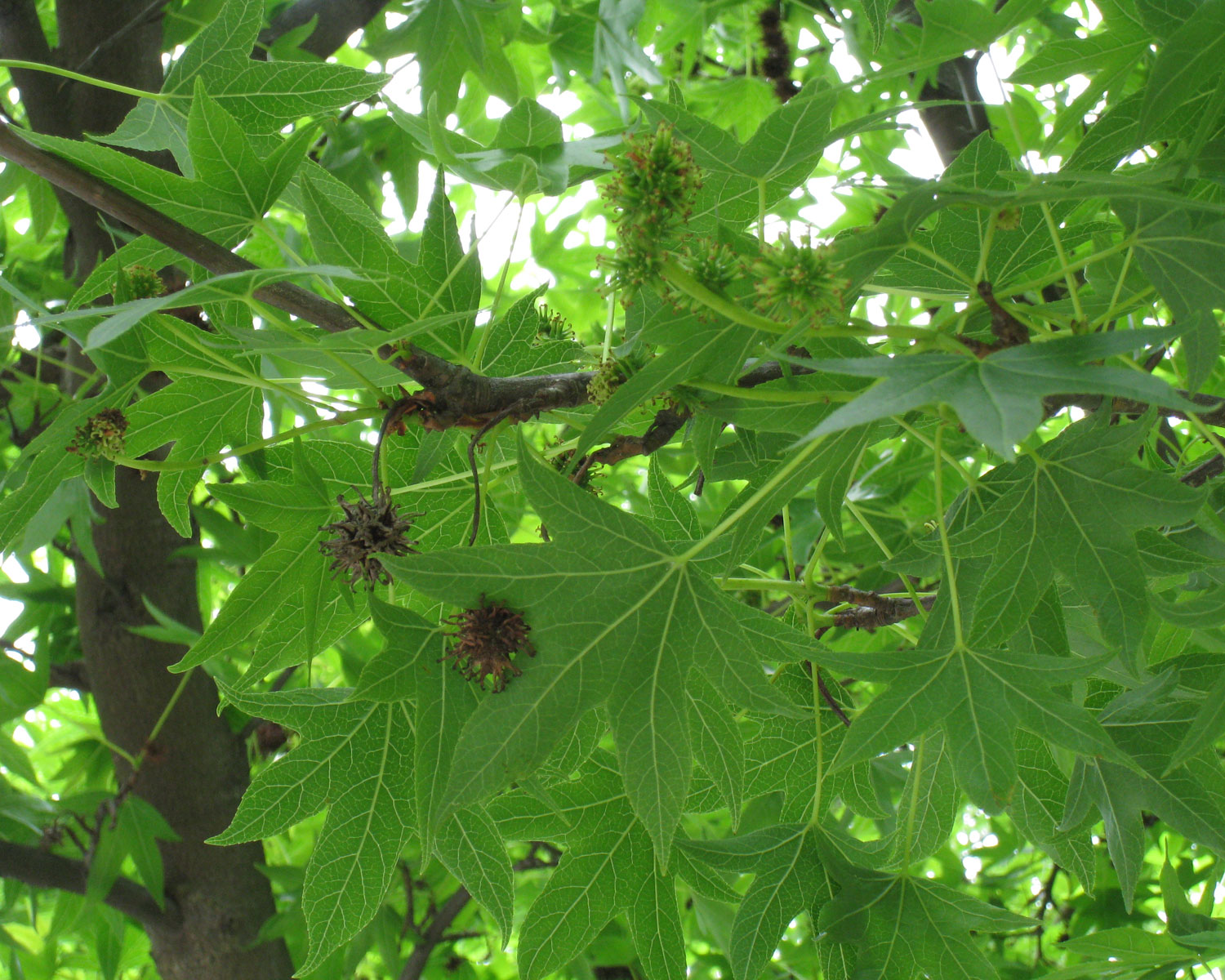  Sweetgum leaves  (via Flickr - Wendy Cutler)  