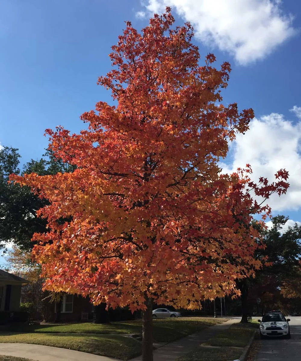 sweetgum_03.jpg
