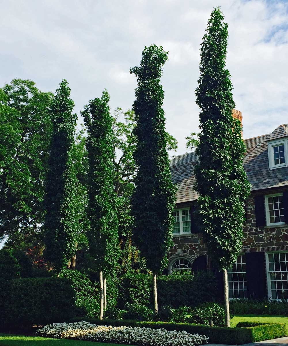  'Slender Silhoette' Sweetgum - A narrow, growing variety 