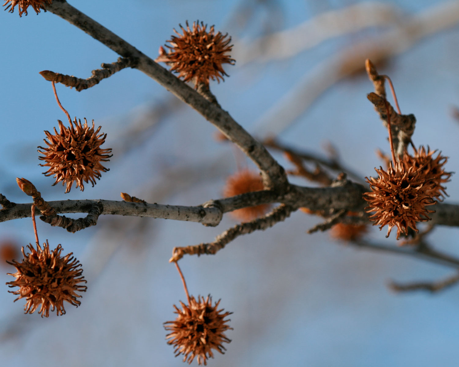  Sweetgum balls  (via Flickr - Dan Murtha)  