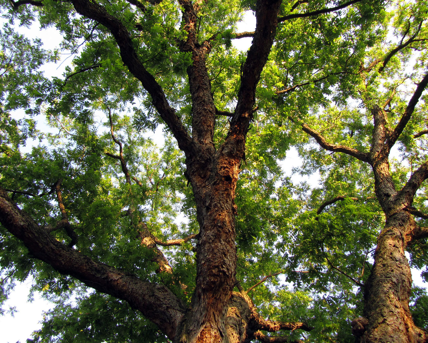  Pecan Tree  (via Flickr - Katja Schultz)  