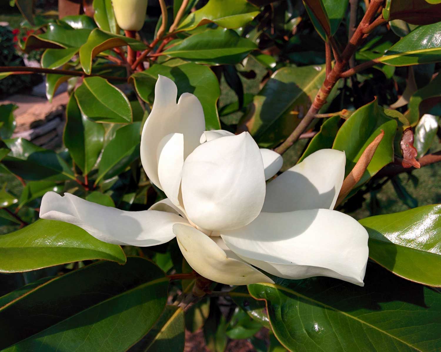 magnolia bloom 'brackens brown beauty'